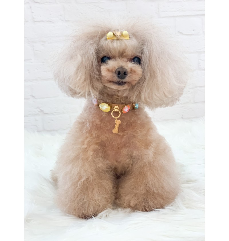 Diamond collar dog grooming hotsell